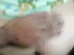 हॉर्नीटेक्सी आस चाट  ...